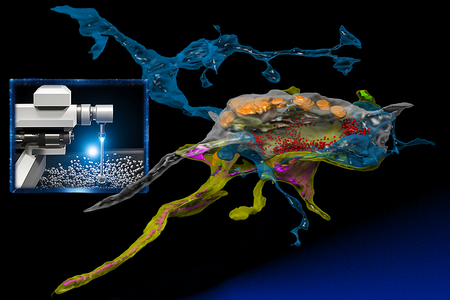 MIT researchers invented a technology and software to take electron microscopy to the next level by seamlessly integrating real-time machine learning into the imaging process — “smart microscopy" (Credits:Left image: Yaron Meirovitch via the Stable Diffusion XL AI image generator and Alex Shipps via the Midjourney AI image generator. Right image: Daniel Berger and Meirovitch, edited by Alex Shipps/MIT CSAIL).