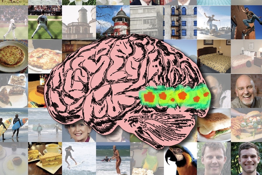 A team of MIT researchers found highly memorable images have stronger and sustained responses in ventro-occipital brain cortices, peaking at around 300ms. Conceptually similar but easily forgettable images quickly fade away (Credits: Alex Shipps/MIT CSAIL).