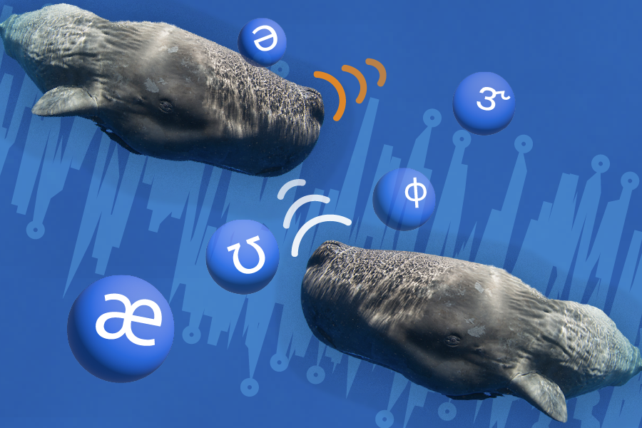 Using machine learning, MIT CSAIL and Project CETI researchers revealed complex, language-like structure in sperm whale communication with context-sensitive and combinatorial elements (Credits: Alex Shipps/MIT CSAIL).