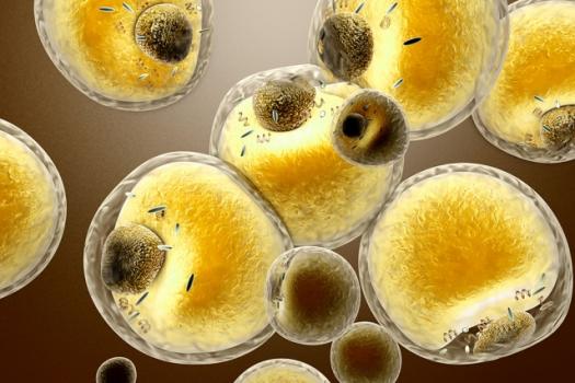 Computational biologists find pathway that controls metabolism by prompting fat cells to store or burn fat.