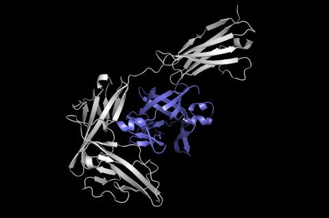 An illustration of two proteins, one gray and one purple, docking to form a protein complex