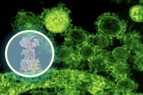 A new compound called enterololin suppresses a group of bacteria linked to Crohn’s disease flare-ups while leaving the rest of the microbiome largely intact. Researchers say it’s a step toward treatments designed to knock out only the bacteria causing trouble (Credits: Alex Shipps/MIT CSAIL, using assets from the researchers and Pexels).