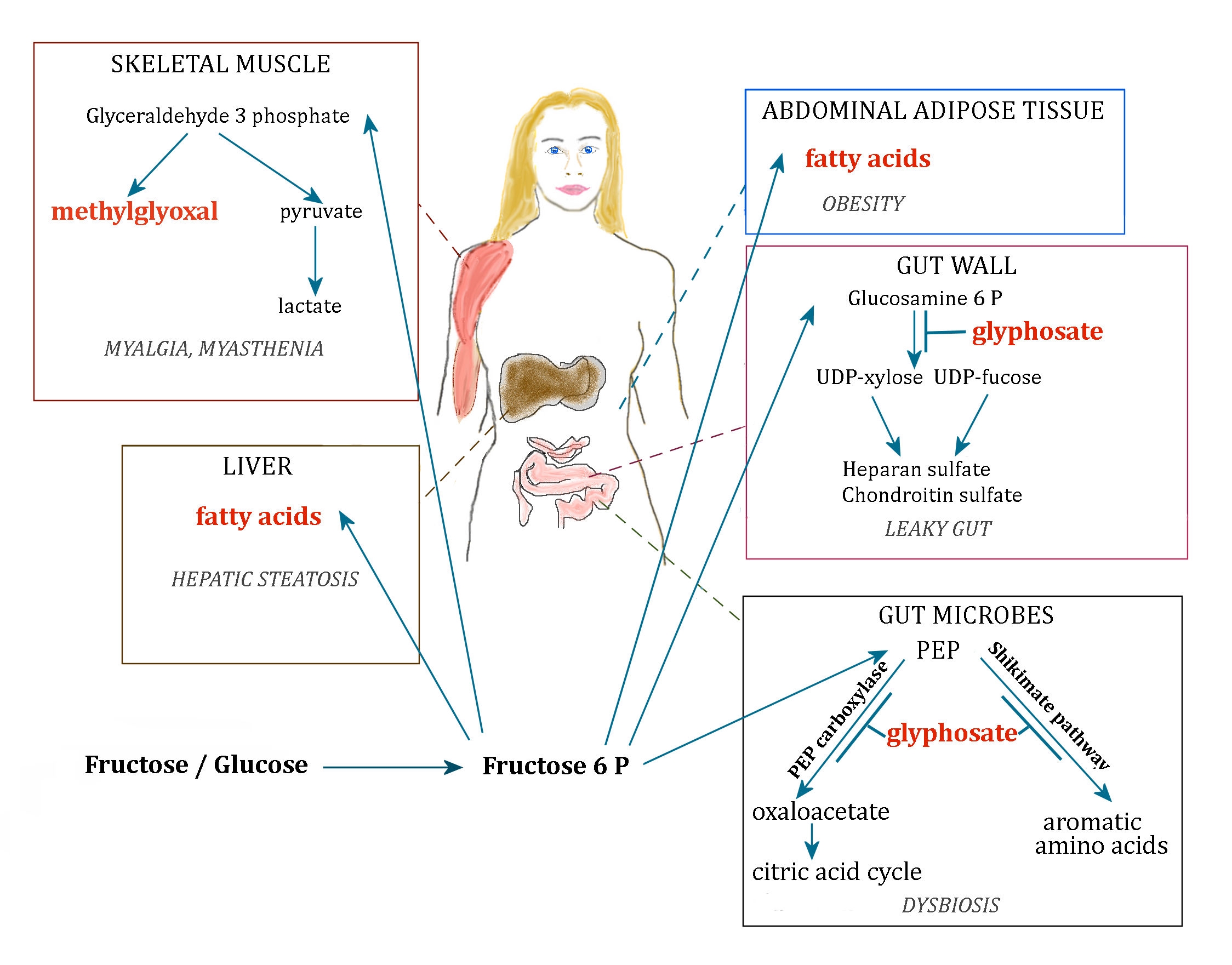 New Body Diagram